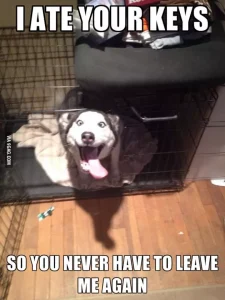 Funny Husky memes