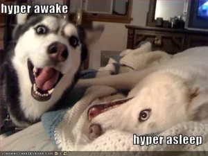 Funny Husky memes