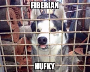 Funny Husky memes