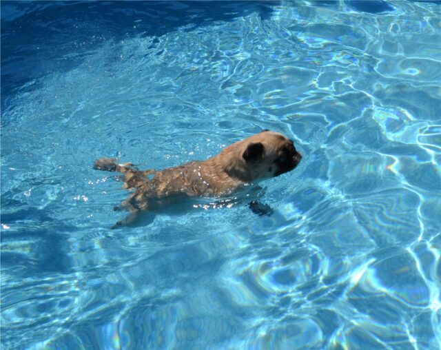 Pug Enjoying His Own Pool