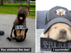 10 Lovable Puppies On Their First Day In A New Job Puppies On Their First Day In A New Job