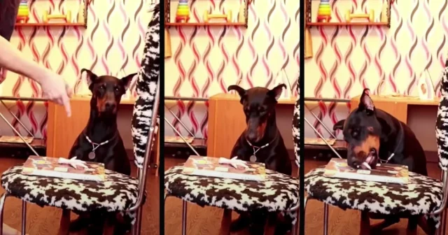 These dogs think they are way sneakier than they actually are