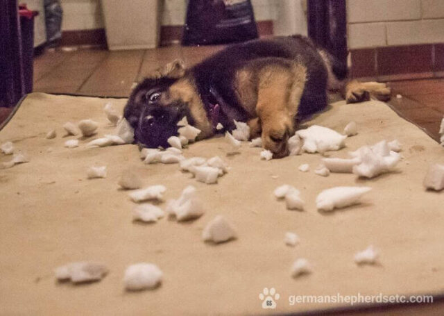 Sleepless German Shepherd Puppy, gets tricked by his mom