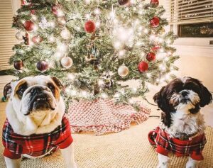 Pugs waiting for Christmas