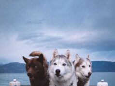 These 10 dogs will show you what “squad goals” should look like…