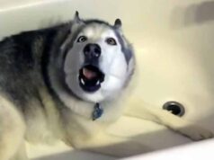 Stubborn Husky wants to get his way either way, and this is what he does Stubborn Husky