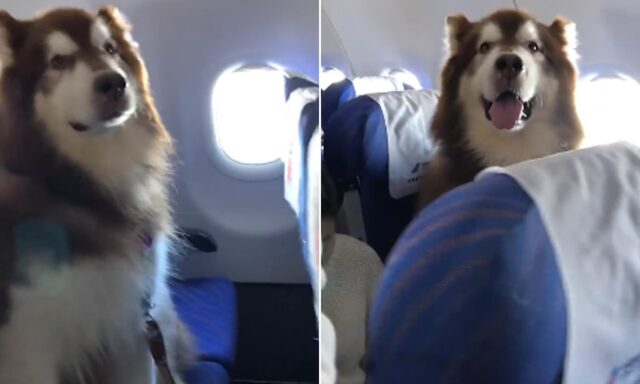 Dogs On Plane