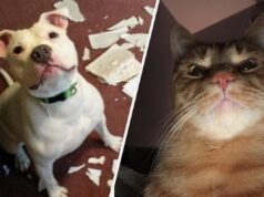 15 Naughty Pets We Could Never Stay Mad At