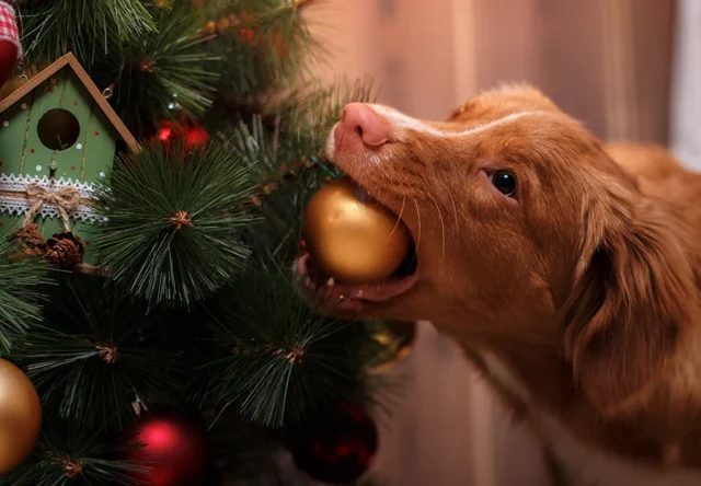 Pet Owners Protecting Christmas Tree