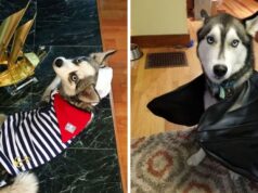 10 Adorable Pics Of Huskies Who Literally Won Halloween Huskies Who Literally Won Halloween