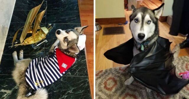 Huskies Who Literally Won Halloween