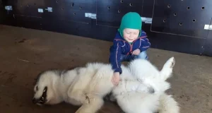 15 Cute Pictures Of Huskies Waiting For Belly Rubs