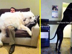 15 People Who Wanted A Dog But Ended Up With A House Bear People Who Wanted A Dog But Ended Up With A House Bear
