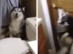 20 Dogs That Don’t Approve Bath Time, This ‘Water Torture’ That People Love Dogs That Don't Approve Bath Time