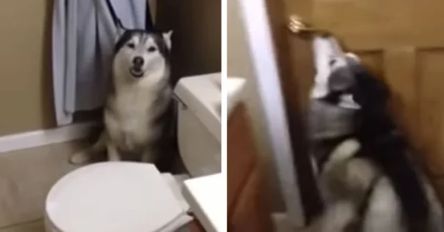 Dogs That Don't Approve Bath Time