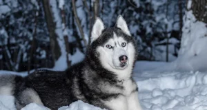 10 Proofs That Huskies Are The Most Restless Dogs In The World Huskies Are The Most Restless Dogs