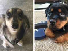 15 Dogs Making Puppy Dog Eyes To Get Food (Part 2) Dogs Making Puppy Dog Eyes To Get Food