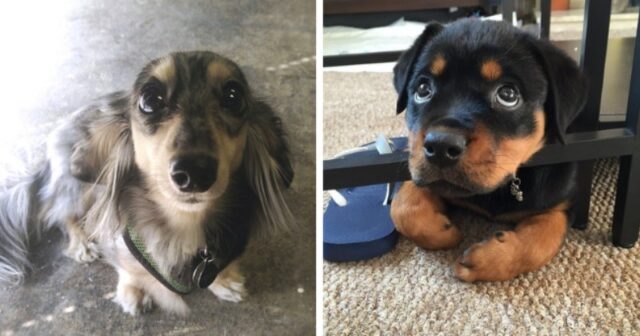 Dogs Making Puppy Dog Eyes To Get Food