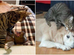 Cats And Dogs: Best friends or deadly enemies? Photos Of Notorious Cats On Which Dogs Lack Nerves Cats On Which Dogs Lack Nerves