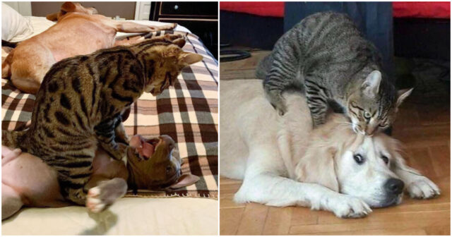 Cats On Which Dogs Lack Nerves