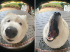 18 Photos Of Funny Dogs Whose Playful Faces And Funny Antics Will Make You Smile