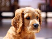 Helping Kids Cope with the Death of a Pet