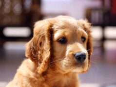 Ending the Bear Bile Industry in South Korea