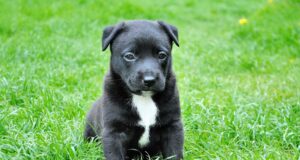 Scientists Investigate Potential Life-Extending Drug For Dogs