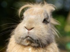 Lunch With A Side Of African Elephant