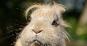 Lunch With A Side Of African Elephant
