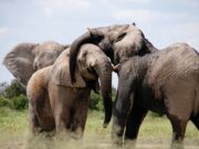 Celebrating the 10th Anniversary of our Sanctuary