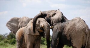 Tamaya is Horse Heaven for People Too