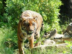 Tiger’s Hunting Ability Impaired With Climate Change