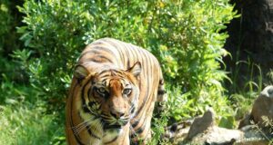Tiger’s Hunting Ability Impaired With Climate Change