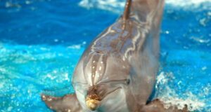 3 Ways of Saving Circus Animals