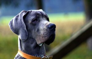 6 Animals that Went Viral Around the World