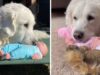 Dog Gets Baby Doll For Christmas, Absolutely Loves It