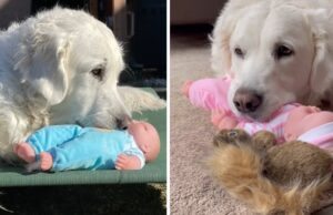 Dog Gets Baby Doll For Christmas, Absolutely Loves It